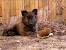 Puppy Long Haired Dutch Shepherd