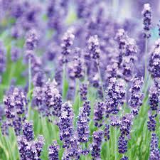Damit lavendel gut wachsen und üppig blühen kann, darf er während kälteperioden gepflanzt werden. Echten Lavendel Pflanzen Und Pflegen Mein Schoner Garten