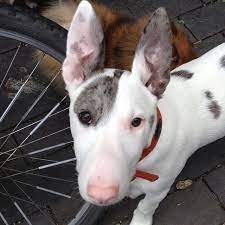 Maybe you would like to learn more about one of these? English Terrier Chihuahua Mix Pets Lovers