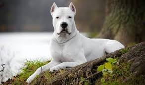 turkiye de beslenmesi yasaklanmis kopek irklari hangileridir beslemenin guncel para cezasi ne kadar hukuki zemin nedir pet yurdu