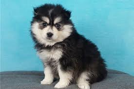San jose puppy stolen on video is found. Akc Pomsky Puppies Form Sale Free Shipping San Jose Us En Oc2o