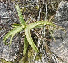 Image result for Schizostephanus alatus