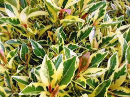 Image result for Ficus obliqua