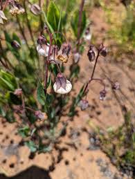 Image result for Trichodesma physaloides