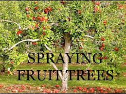 Spraying Fruit Trees The Organic Way Youtube