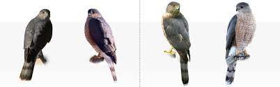 We did not find results for: Sharp Shinned Hawk And Cooper S Hawk Feederwatch