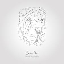 Bila je među 15 najlepših žena sveta i mis jugoslavije. Vector Portrait Illustration Of Shar Pei Dog Breed Hand Drawn Ink Realistic Sketching Perfect For Logo Branding T Shirt Coloring Book Design Stock Vector Adobe Stock