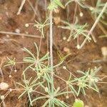 Image result for Hypertelis cerviana