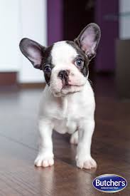 Black And White French Bulldog Puppy Cute Black And White French Bulldog Puppy Butcher S Puppy Contains B Vitamins For Healthy Growth Calcium For French Bulldog Puppies Puppies Bulldog