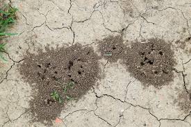 Maybe you would like to learn more about one of these? Guepe De Terre Est Ce Que C Est Un Insecte Dangereux Guidenuisibles Com