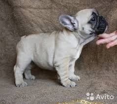 francuzkij buldog malyshi francuzskij buldog buldog shenki