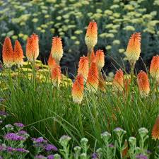 Image result for Kniphofia princeae