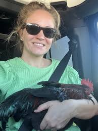 This boy is at Tri County Feed Seed & Supply if anyone wants him!