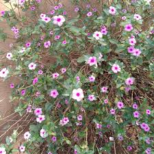 Image result for Landolphia eminiana