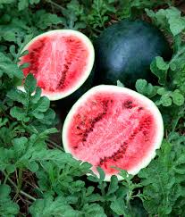 This way you'll be able to plant your seedlings directly into the soil, pots i planted the whole package of sugar baby watermelons…….and every single seed came up!!!! Sugar Baby Watermelon Bonnie Plants