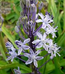 Image result for Scilla benguellensis