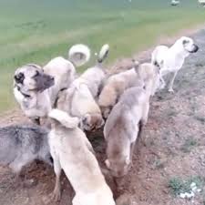 Kangaltv Adli Kullanicinin Kangal Shepherd Dogs Kangal Schaferhunde Panosundaki Pin Dog Mom Kurt