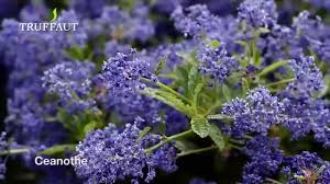 Collection haie fleurie & parfumée : Comment Creer Une Haie Fleurie Jardinerie Truffaut Tv Youtube