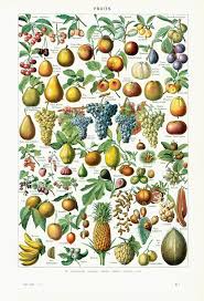 1930 Fruits Ancienne Planche Larousse Illustree Originale Etsy Botanical Poster Botanical Illustration Scientific Illustration