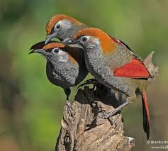 Features 2 Birdfreaks Red Tailed Laughingthrush Congratulations And Thank You For Sharing Please T Beautiful Birds Bird Photography Cute Birds
