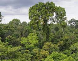 The northernmost is the dukuduk forest in northern. Tropical Forests In Our Daily Lives Rainforest Alliance