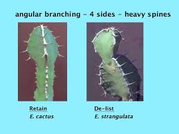 Image result for Euphorbia distinctissima