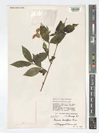 Image result for Leptactina benguelensis