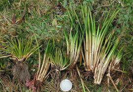 Image result for Isoetes