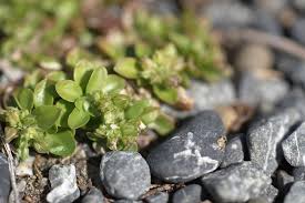 Image result for Polycarpon tetraphyllum