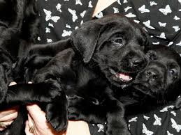 Check spelling or type a new query. Dog Gives Birth To One Of Largest Ever Labrador Litters The Independent The Independent