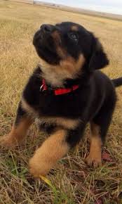In general, the german shepherd rottweiler mix dog is expected to live for approximately 10 to 13 years. 6 Week Old German Shepard Rottweiler Mix Rottweiler Mix Puppies Rottweiler Mix Dog Lovers