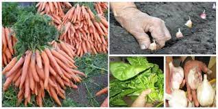 Solul trebuie sa fie unul care se dreneaza usor, pentru ca. Plantati Aceste Legume Toamna Si Le Veti Putea Recolta Primavara Devreme