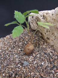 Image result for Cyphostemma adenocaule