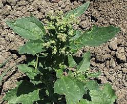 Image result for Chenopodiastrum