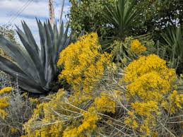 Image result for Tacazzea rosmarinifolia
