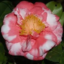 R L Wheeler Variegated Camellia Japonica Camellia Beautiful Flowers Variegated