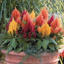 Fresh Look Mix Celosia Seeds Low Maintenance Garden Design Garden Design Raised Garden
