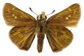 Image result for Hypolytrum heteromorphum