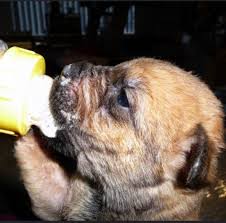 Until a puppy reaches appropriate weaning age, his mother's milk can satisfy absolutely all of his dietary needs. Can Newborn Puppies Drink Cow Milk Dog Discoveries