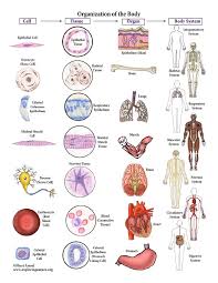 Diagram Of Cells And Tissues Reading Industrial Wiring