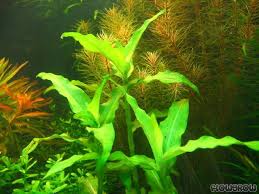 Image result for Floscopa glomerata