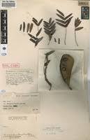 Image result for Brachystegia longifolia