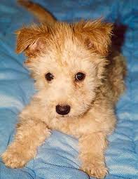 Black And Brown Puppy Breeds Other Than Gray Accepted Colors Of Pumis Are Black White And Maszkos Fako Which Is Yellow Brown With A Darker Mask The Gr Pumi Dog Dog Breeds Cute Animals