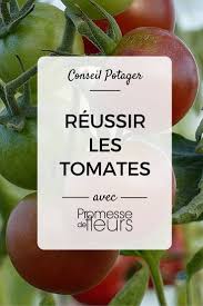 Reussir La Culture Des Tomates Potager Tomates Potager Plan De Tomates