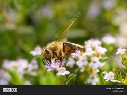 Western Honey Bee Image Photo Free Trial Bigstock