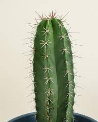 Monstrosus or the blue curiosity cactus is similar to other peruvianus except that it has the appearance of being all wrinkly wavy and folded up, over and against itself. Cereus Peruvianus Peruvian Apple Cactus Plantvine