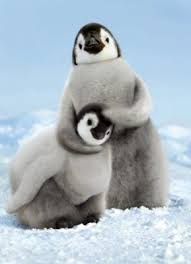 Penguen Ile Sevimli Yavrusu Hayvan Bebekler Cok Sirin Hayvanlar Hayvanlar