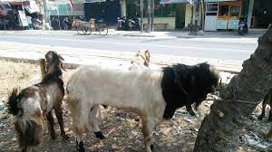 Yang pertama dengan mode black and white dan yang kedua dengan metode grayscale. Ingin Tes Selera Pasar Pedagang Hewan Kurban Di Cengkareng Jual Kambing Etawa Seharga Rp 11 Juta Tribun Jakarta