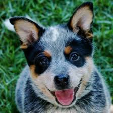 Why buy a puppy for sale if you can adopt and save a life? Wazwallaby Australian Cattle Dog Breeder Childers Qld