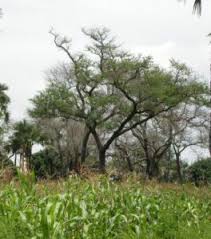 Image result for Faidherbia albida